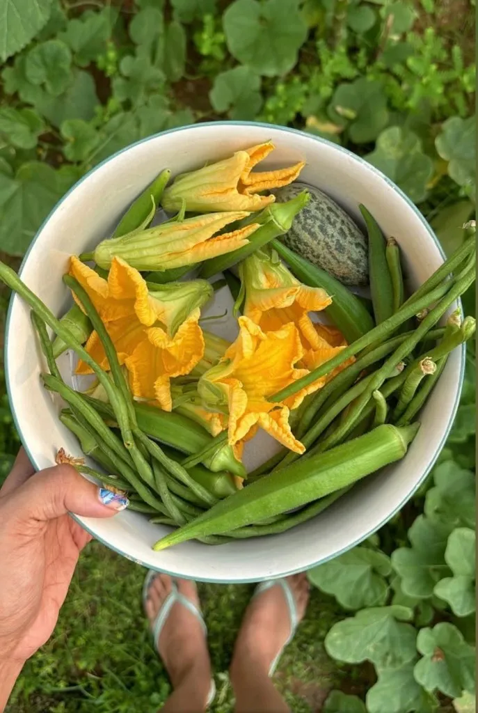 Bowl of freshly picked squash blossoms, beans, and okra held over a garden