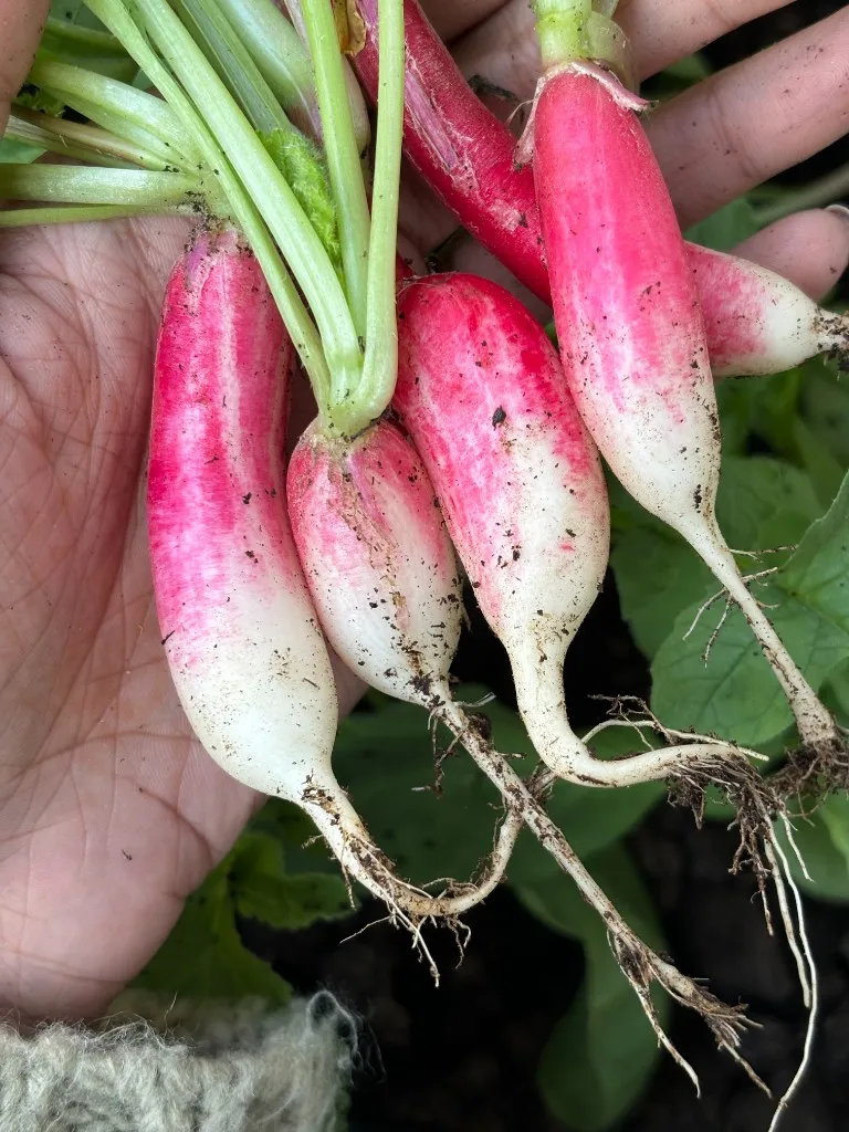 Hand holding freshly harvested pink-and-white radishes